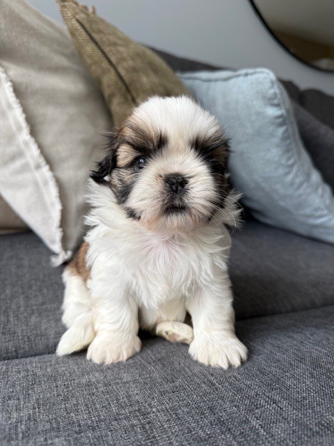 Du Clair Bois - Chiots disponibles - Shih Tzu