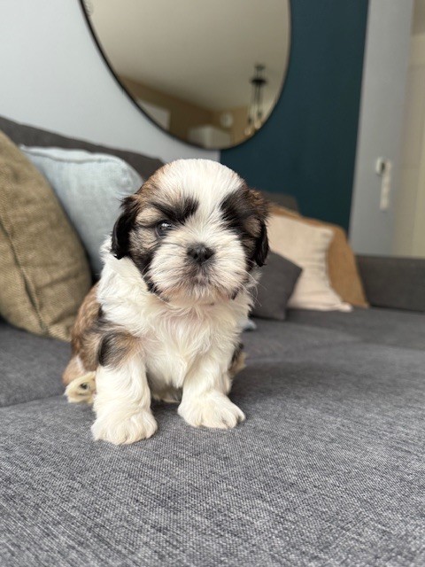 Du Clair Bois - Chiots disponibles - Shih Tzu