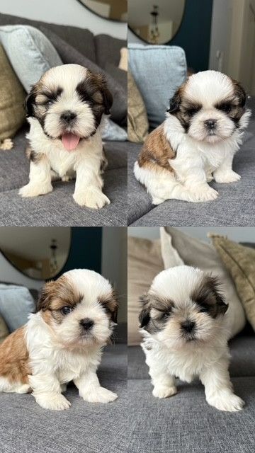 Du Clair Bois - Shih Tzu - Portée née le 18/08/2025