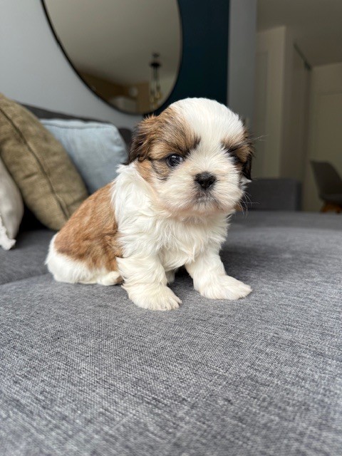 Du Clair Bois - Chiots disponibles - Shih Tzu