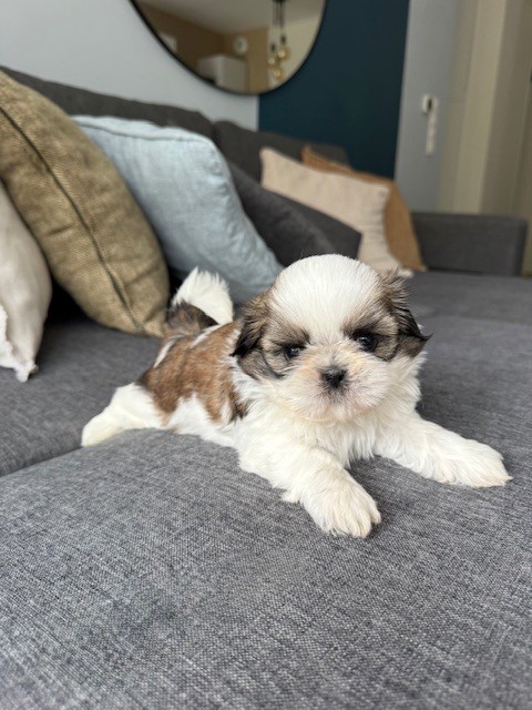 Du Clair Bois - Chiots disponibles - Shih Tzu